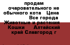 продам очаровательного не обычного кота › Цена ­ 7 000 000 - Все города Животные и растения » Кошки   . Алтайский край,Славгород г.